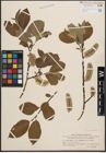 Foto von Salix coaetanea (Hartm.) Flod.